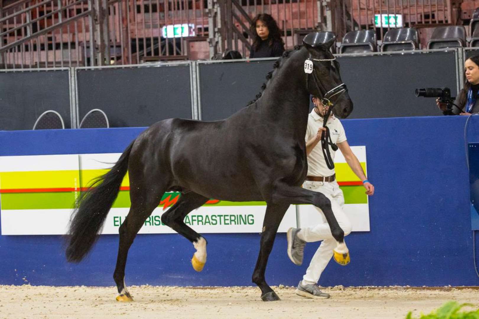 New Dressage Stallion Available